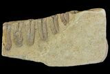 Pennsylvanian Fossil Fern (Alethopteris) - Kansas #65465-1